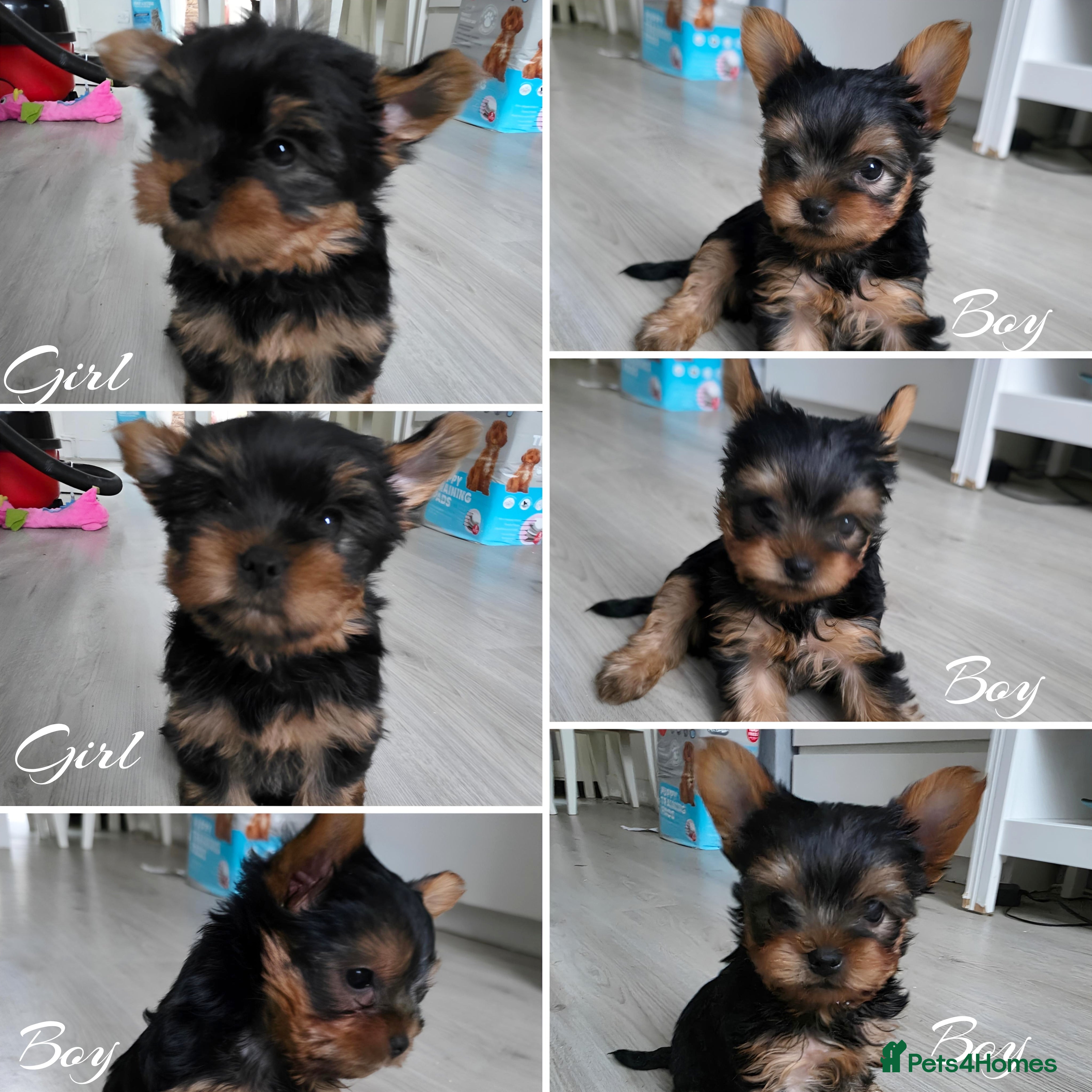 Yorkshire Terrier dogs Kc.reg.Yorkshire Terrier.Puppies ready for pickup - Advert 6
