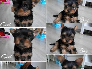 Yorkshire Terrier dogs Kc.reg.Yorkshire Terrier.Puppies ready for pickup - Advert 5
