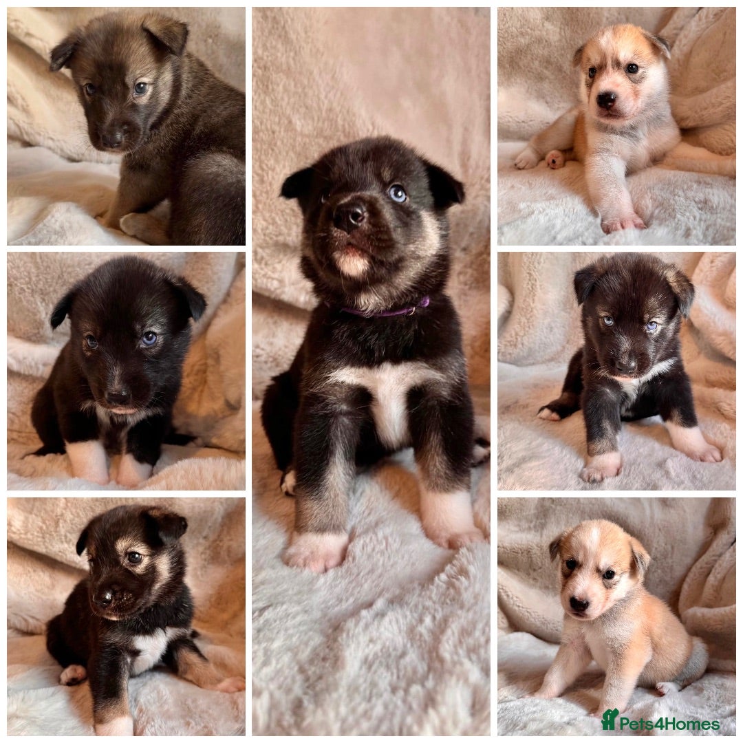 Shepsky dogs Outstanding Family-Raised Puppies - Advert 1