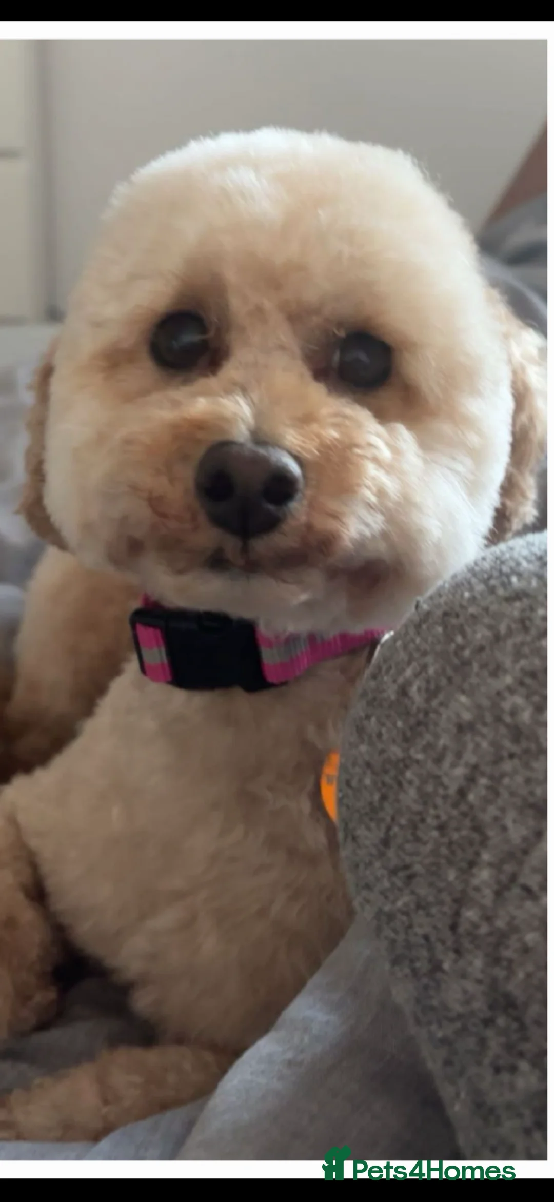 Cockapoo dogs for sale: Looking for a loving home in Warrington - Advert 5