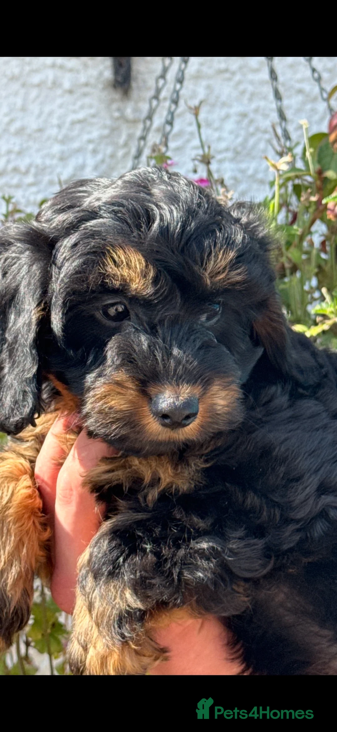 Cockapoo dogs for sale: REDUCED Ready Now Stunning F1 Cockapoo girl - Advert 2