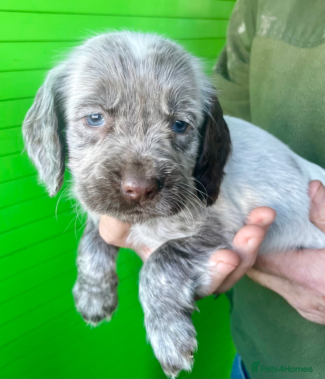 Cocker Spaniel dogs for sale: Beautiful cocker spaniel puppies - Advert 3