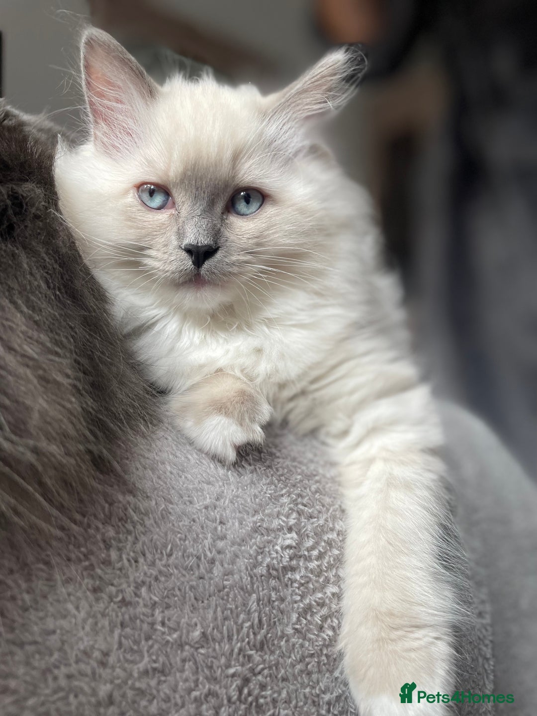 Ragdoll cats for sale: 3 Year Old Beautiful Female Ragdoll  - Image 26