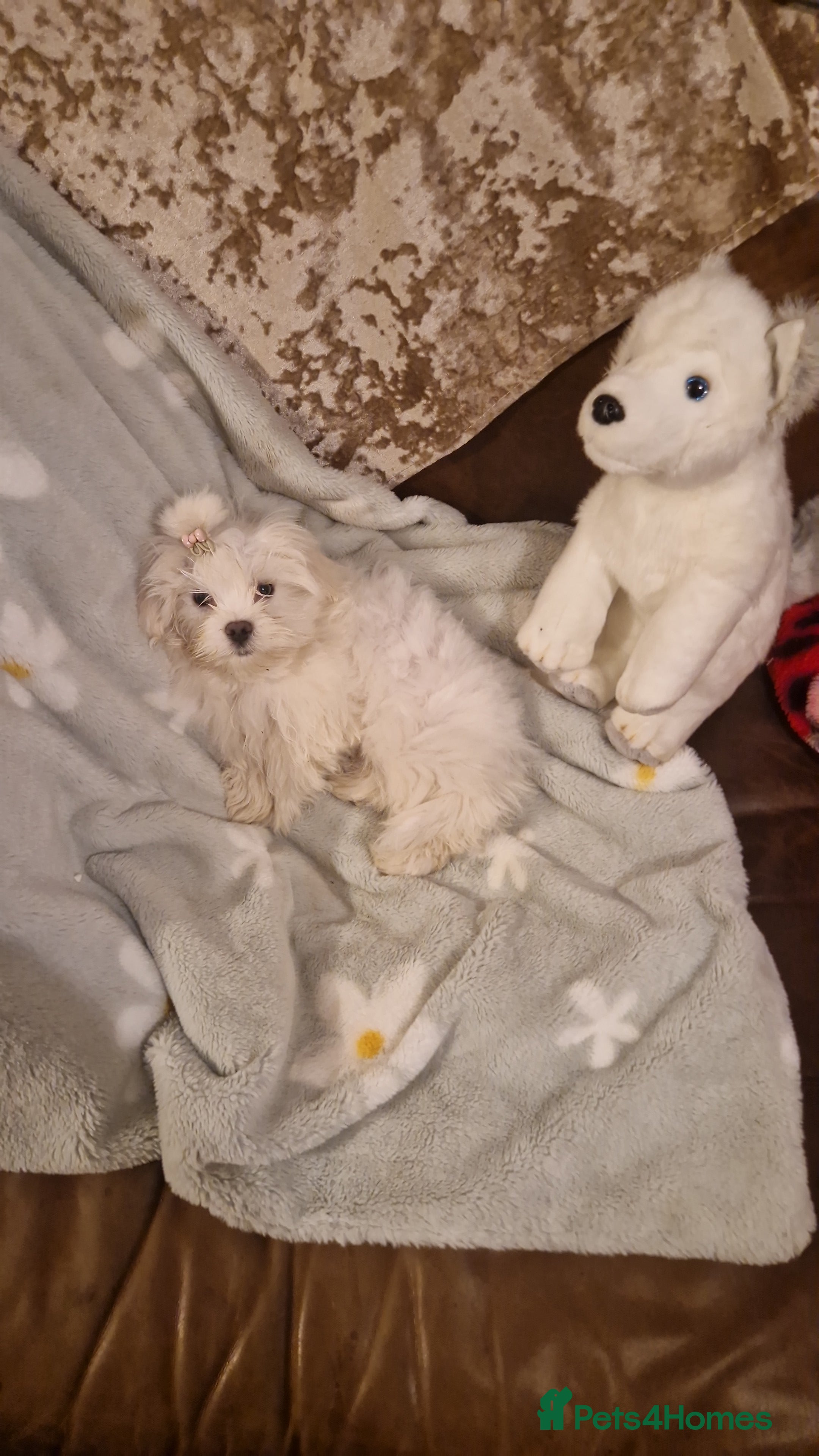 Maltese dogs Cute baby maltese  - Advert 2