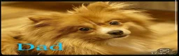 Pomeranian dogs for sale: Female Pomeranian  - Advert 4