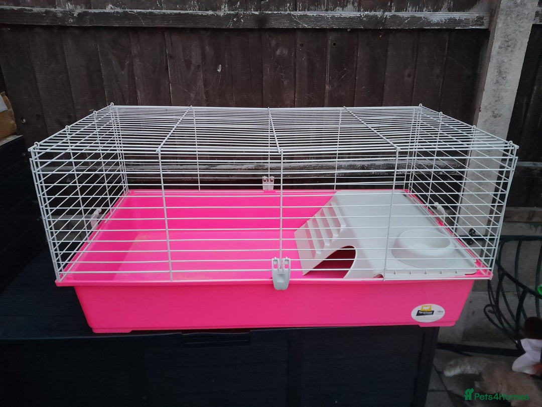 English Lop rabbits for sale: 3 rabbits and full setup - Image 5