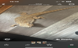 Dragon reptiles for sale: Unfortunately having to rehome my gorgeous beardie - Image 1