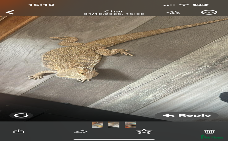 Dragon reptiles - Advert 3