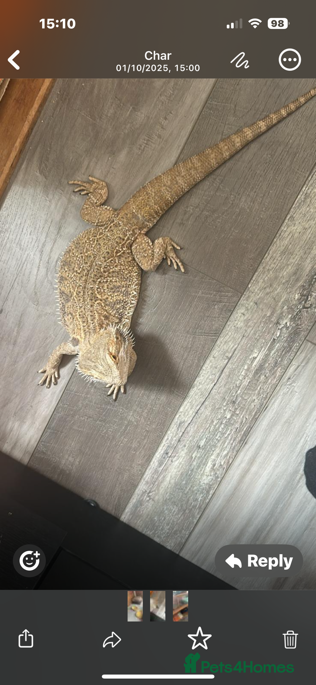 Dragon reptiles for sale: Unfortunately having to rehome my gorgeous beardie - Image 1