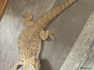 Dragon reptiles - Advert 2
