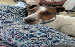 Plummer Terrier dogs for adoption: Milo Terrier  - Image 12