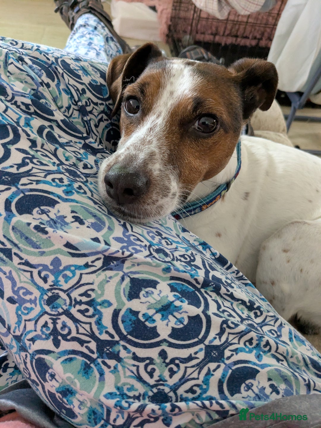 Plummer Terrier dogs for adoption: Milo Terrier  - Image 12