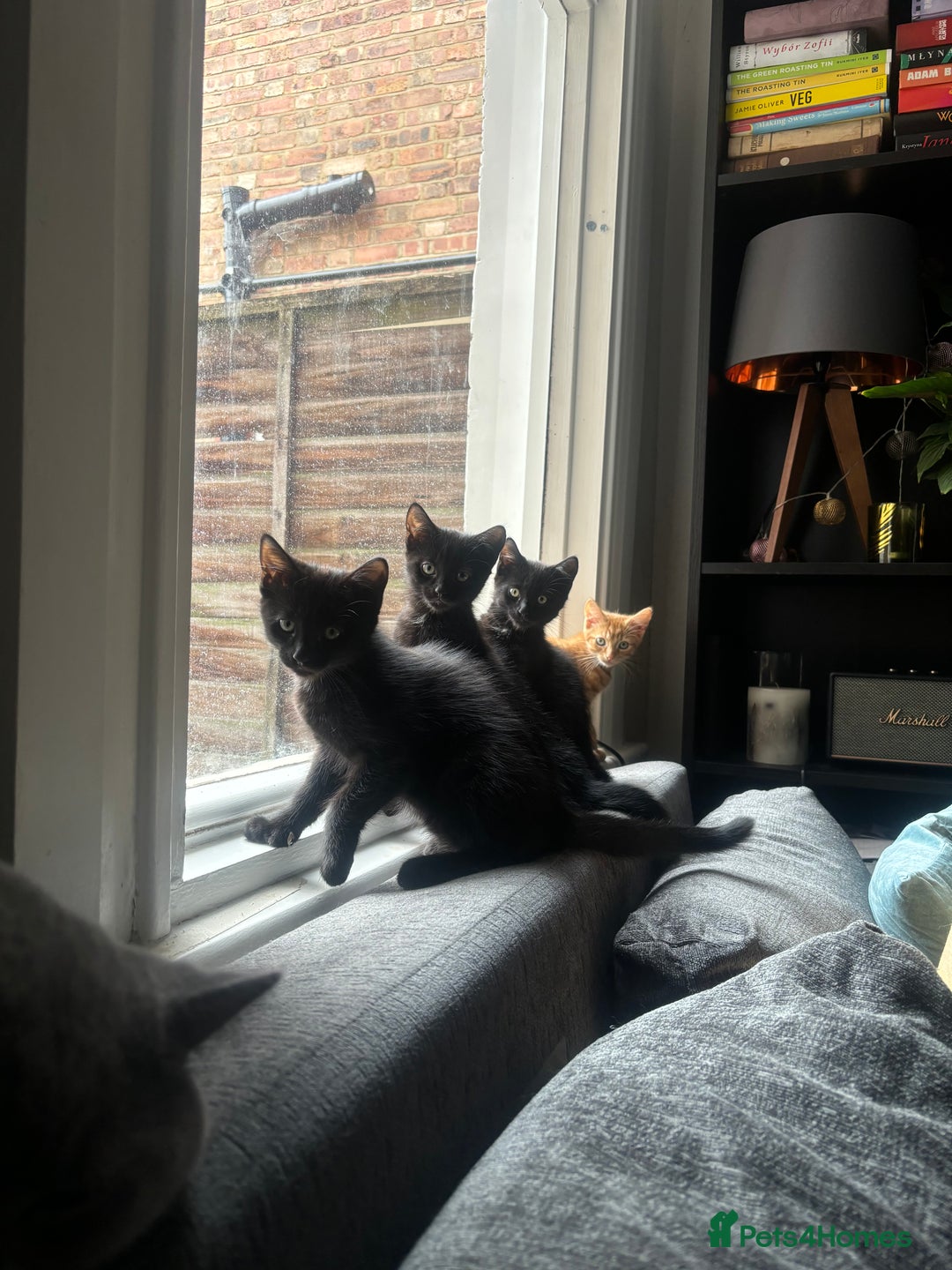 Domestic Shorthair cats for sale: Sweet and playful black Kittens - Image 5
