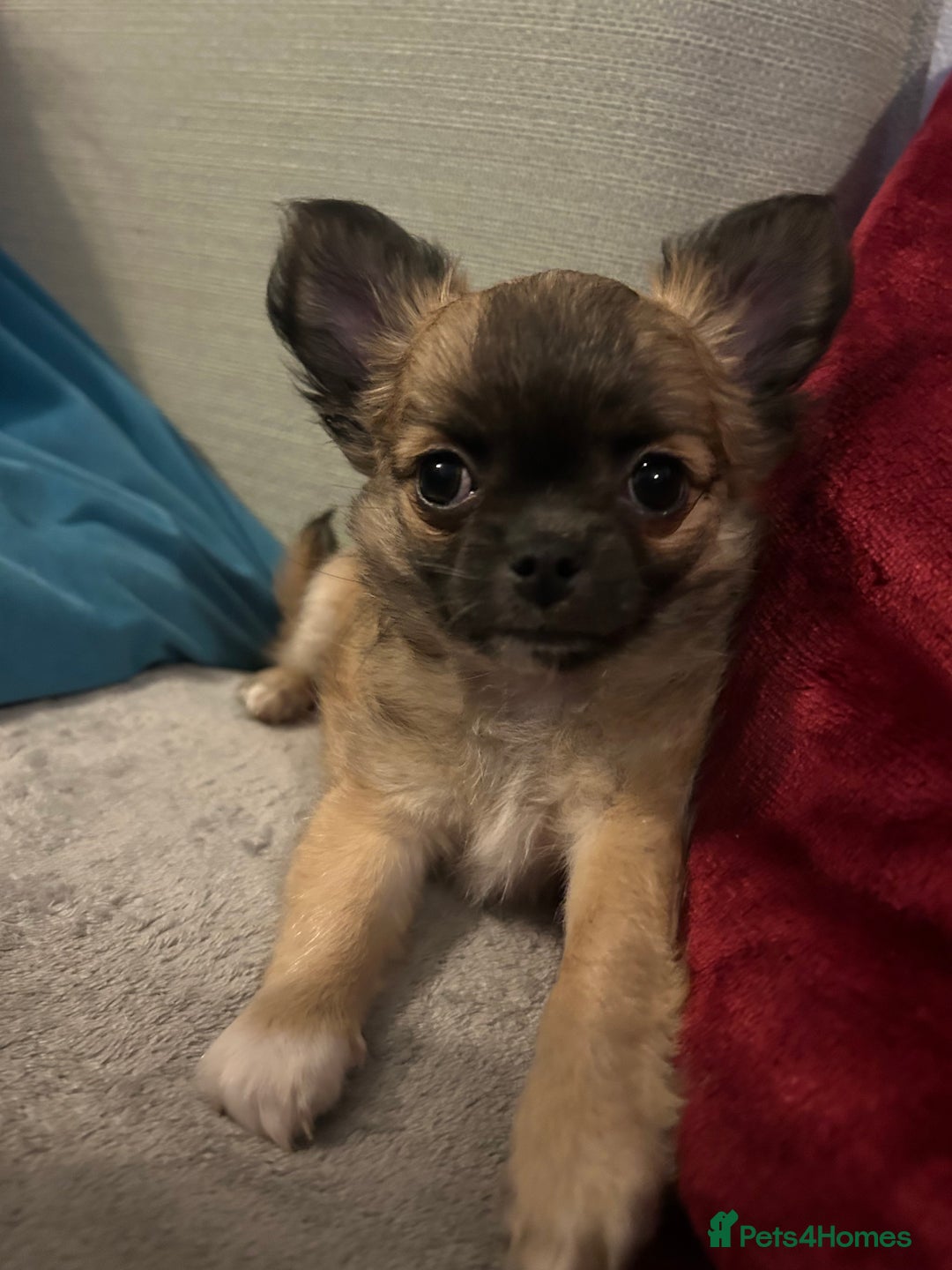 Chihuahua dogs for sale: 2 gorgeous girls for sale ❤️ - Advert 3