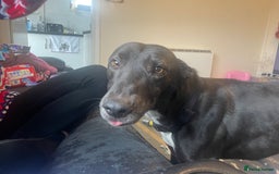 Lurcher dogs for sale: 3 year old lurcher  - Image 4
