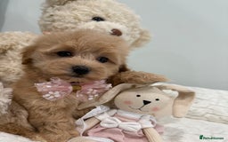 Maltipoo dogs for sale: 7 stunning f1 Maltipoo's. Fully DNA & Heath clear - Image 6