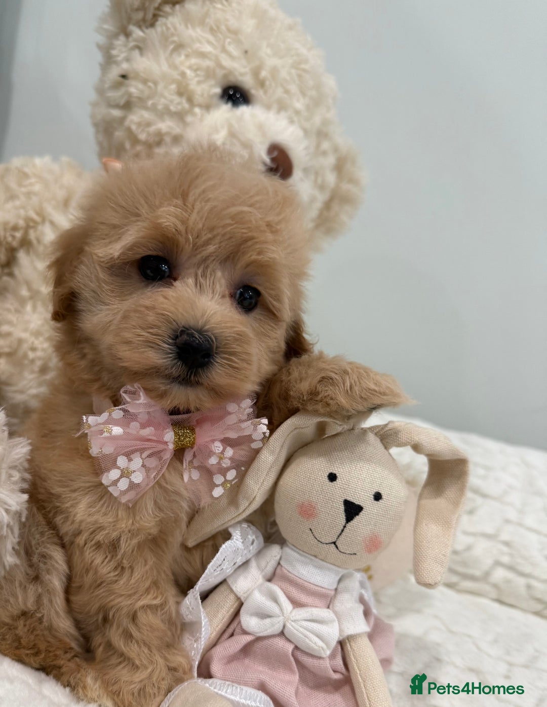 Maltipoo dogs for sale: 7 stunning f1 Maltipoo's. Fully DNA & Heath clear - Image 6