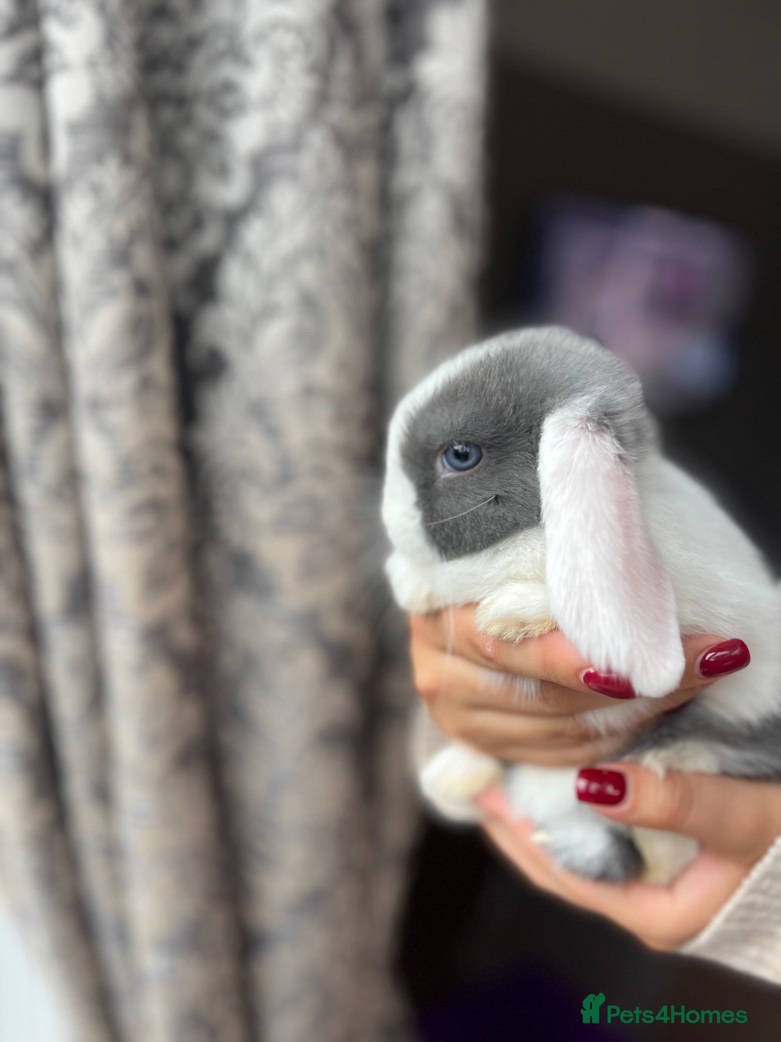 Mini Lop rabbits Baby Mini Lops - Advert 1