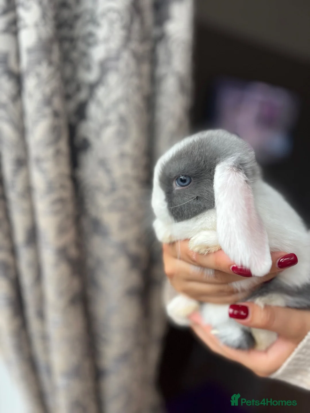 Mini Lop rabbits for sale: Baby Mini Lops - Advert 1