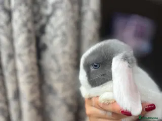 Mini Lop rabbits Baby Mini Lops - Advert 1