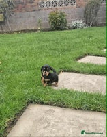 Miniature Dachshund dogs - Advert 4