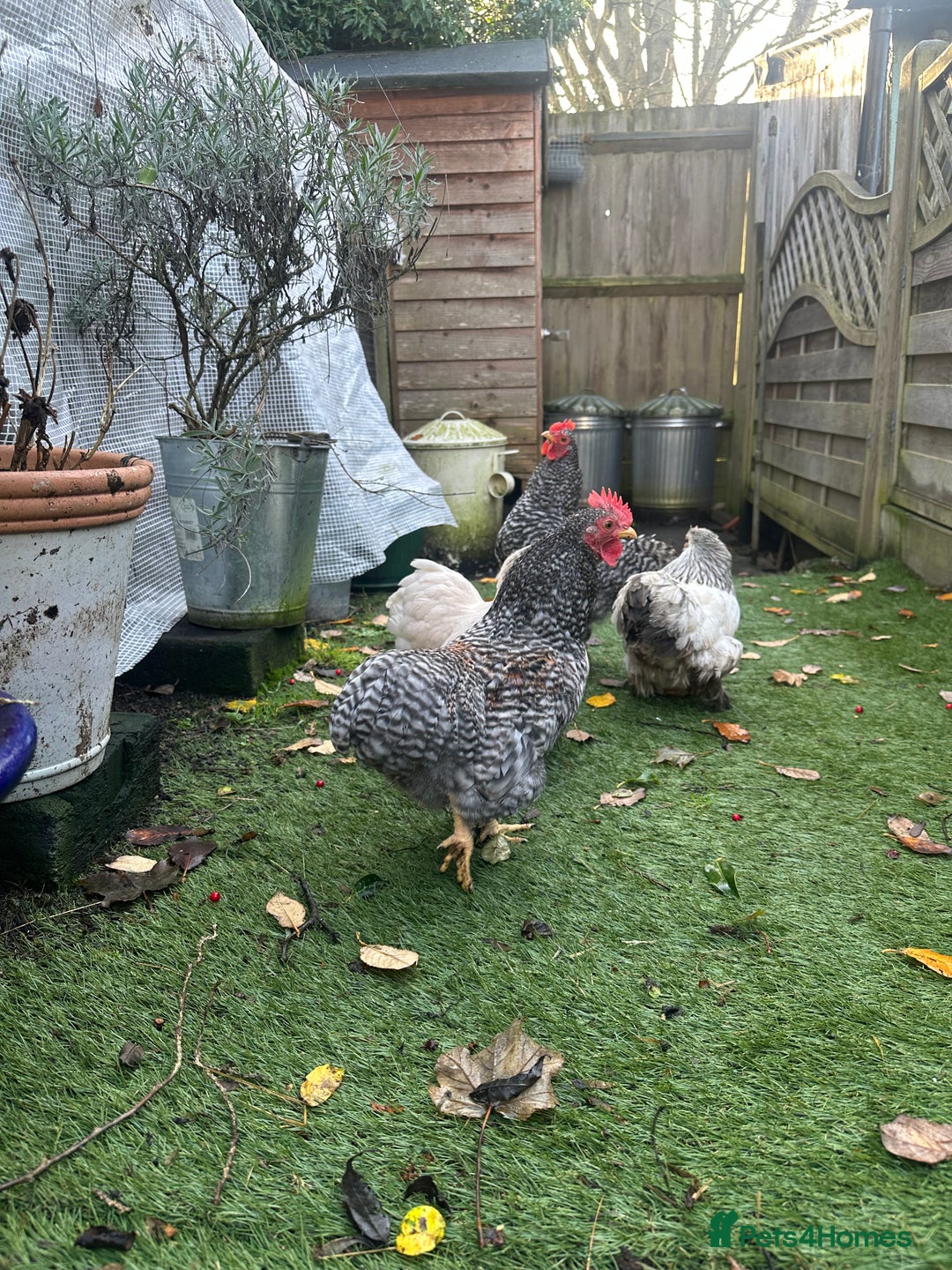 Chickens poultry for sale: 2 x grey speckled pekin bantam cockerel - Advert 3