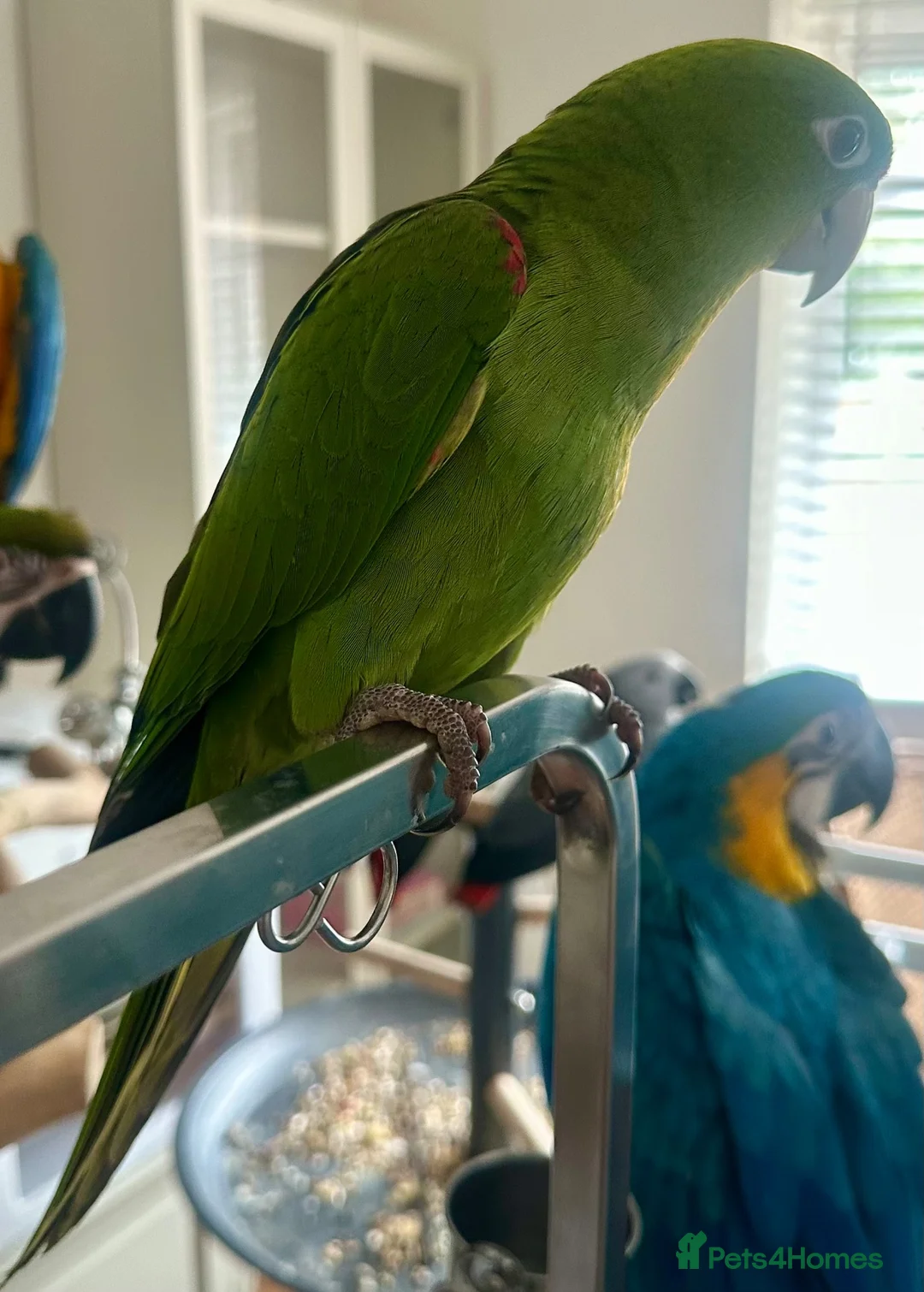 Parrots birds for sale: Hand Reared Macaws, Grey & Eclectus  - Advert 5