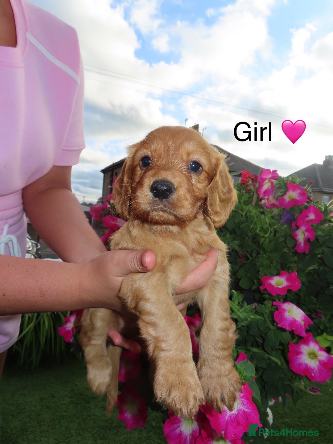 Cockapoo dogs for sale: Beautiful cockerpoo puppies  - Image 4