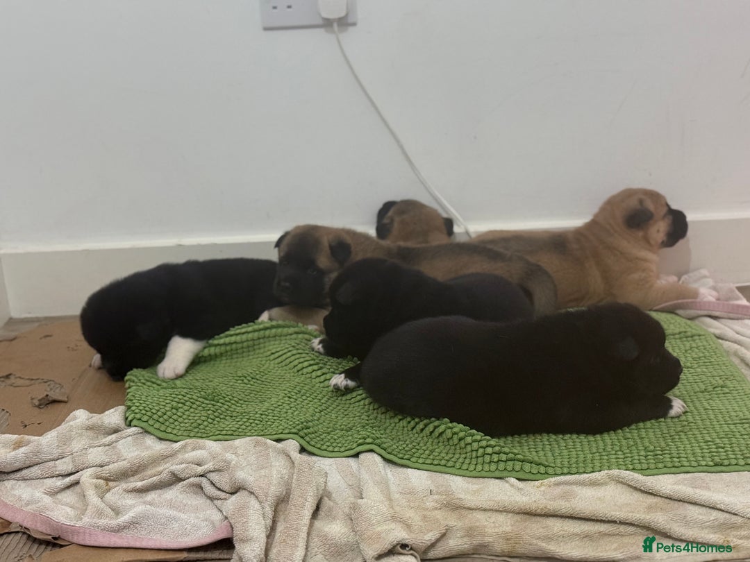 Akita dogs for sale: American Akita puppies - Advert 9