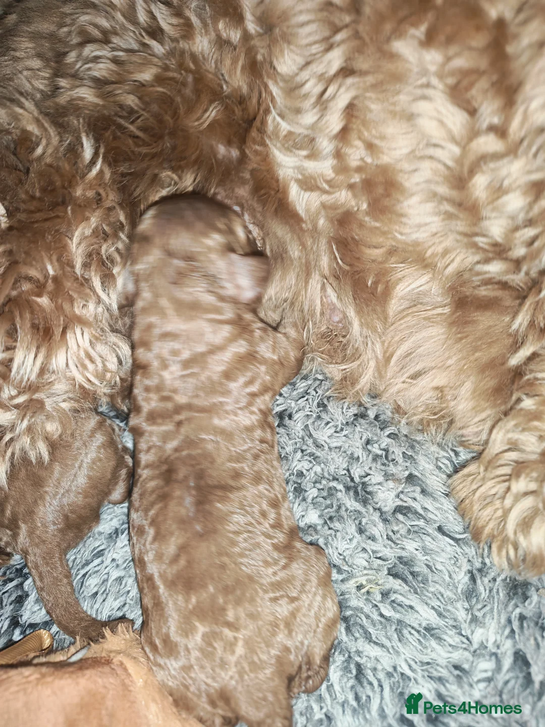 Cockapoo dogs for sale: Beautiful first litter of cockapoos  in Batley - Advert 2