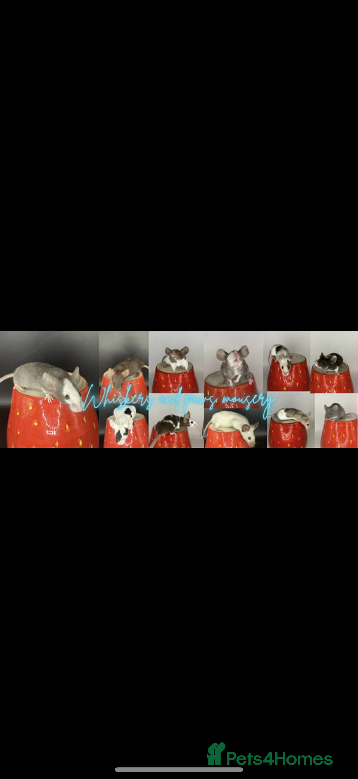 Mouse rodents females available  - Advert 6