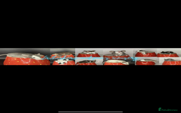 Mouse rodents for sale: females ready now - Image 1