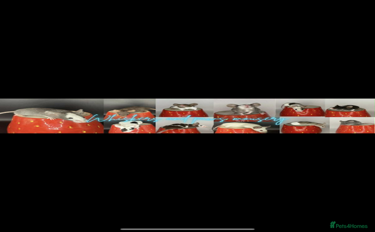 Mouse rodents - Advert 1