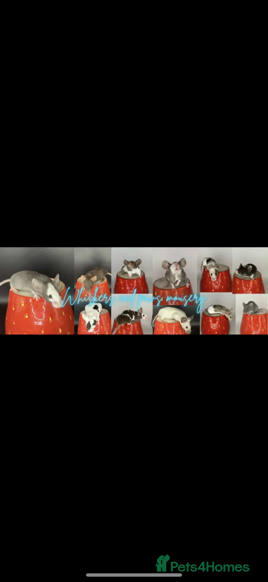 Mouse rodents for sale: females available  - Advert 1