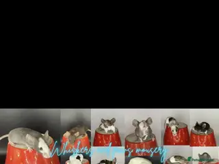 Mouse rodents females available - Advert 6