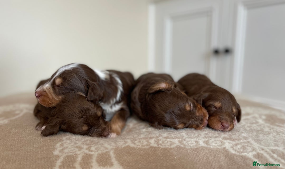 Bordoodle dogs for sale: OUTSTANDING *TRI COLOUR* MINIATURE BORDOODLES - Image 10
