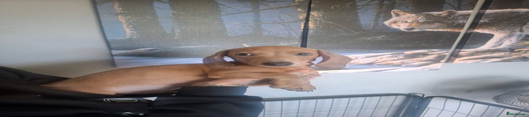 Dachshund Puppy 1