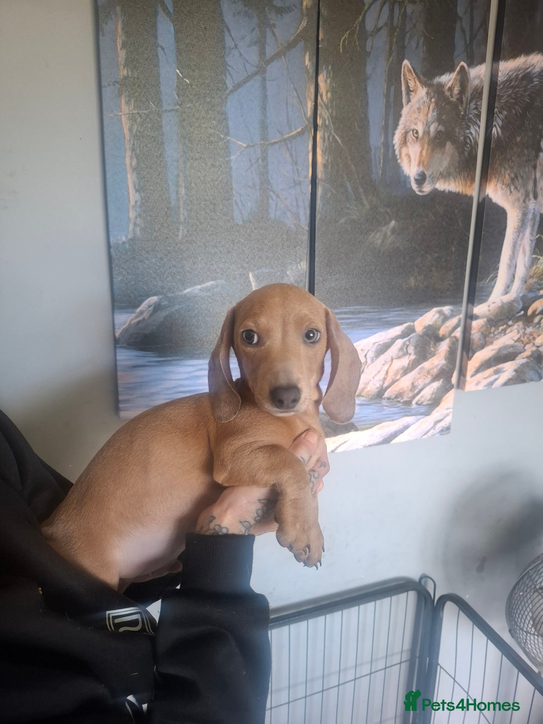 Dachshund dogs for sale: Daschounds  - Image 2