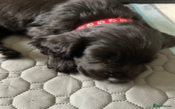 Cocker Spaniel dogs for sale: Working Cocker Spaniel puppies - Image 7