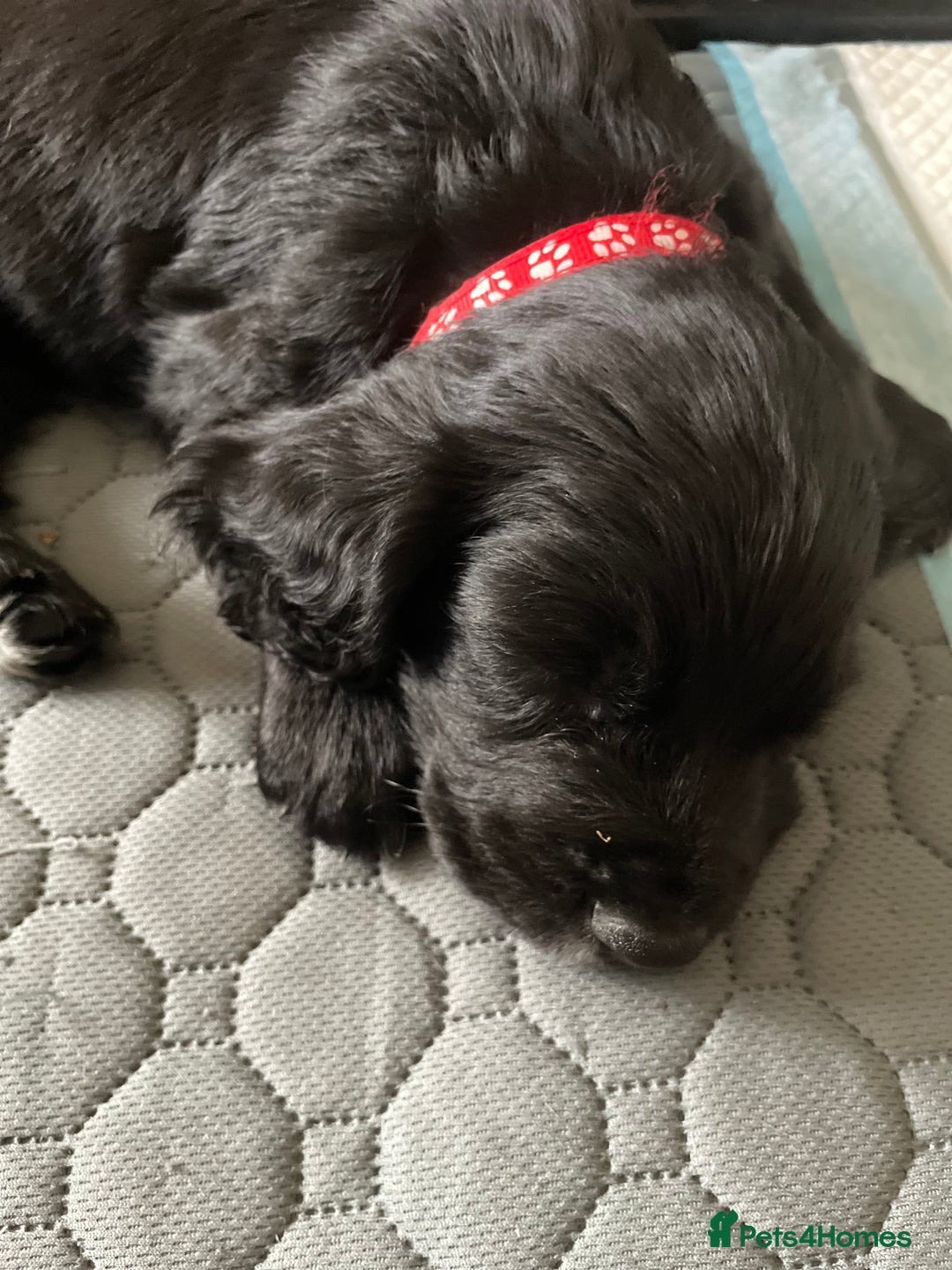 Cocker Spaniel dogs for sale: Working Cocker Spaniel puppies - Image 7