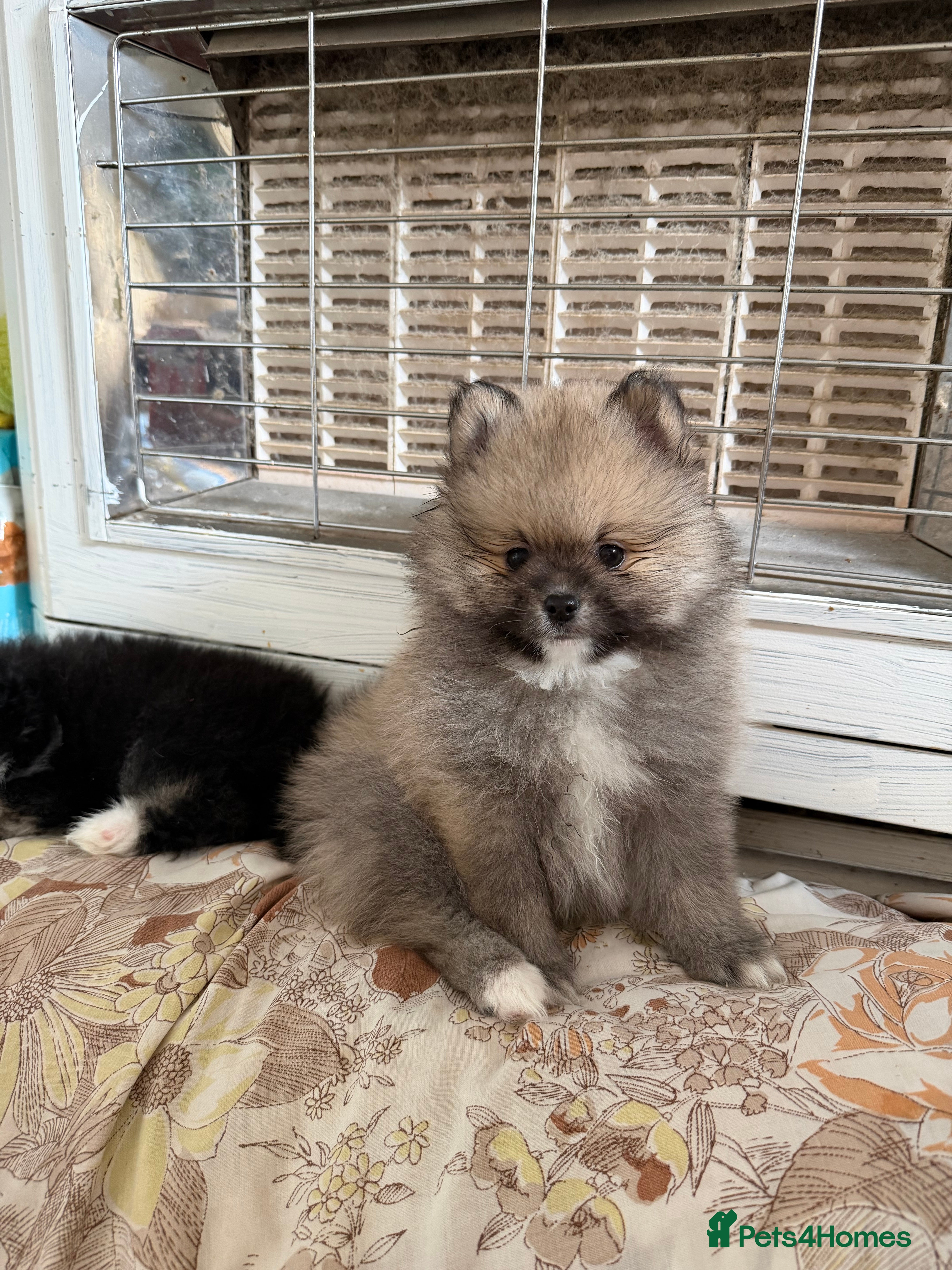 Pomeranian dogs BROWN, BLACK AND WHITE MIX BOY  - Advert 10