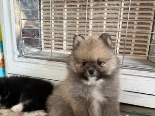 Pomeranian dogs BROWN, BLACK AND WHITE MIX BOY - Advert 10