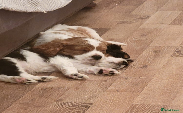 Cavalier King Charles Spaniel dogs - Advert 1