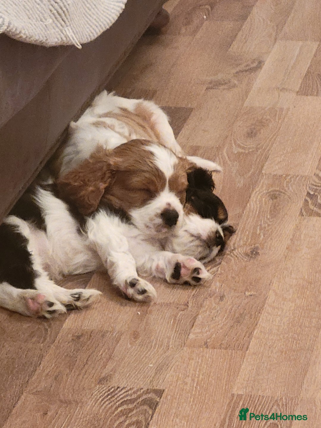 Cavalier King Charles Spaniel dogs for sale: Cavalier King Charles Spaniel Puppy - Image 1