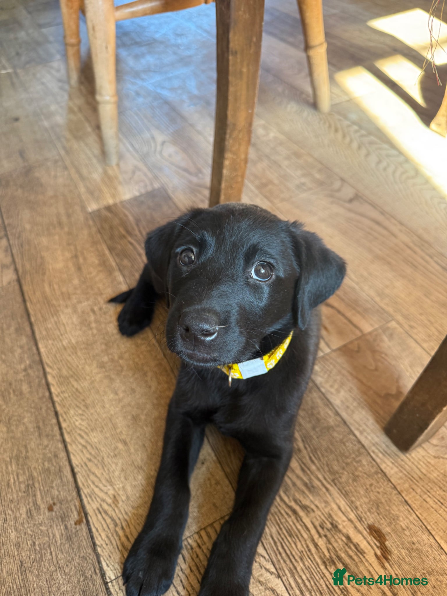 Labrador Retriever dogs Beautiful Black Labrador pups — 3 boys, 5 girls - Advert 2