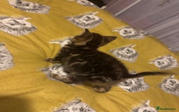 Mixed Breed cats for sale: Kitten looking for a loving home.  - Advert 4