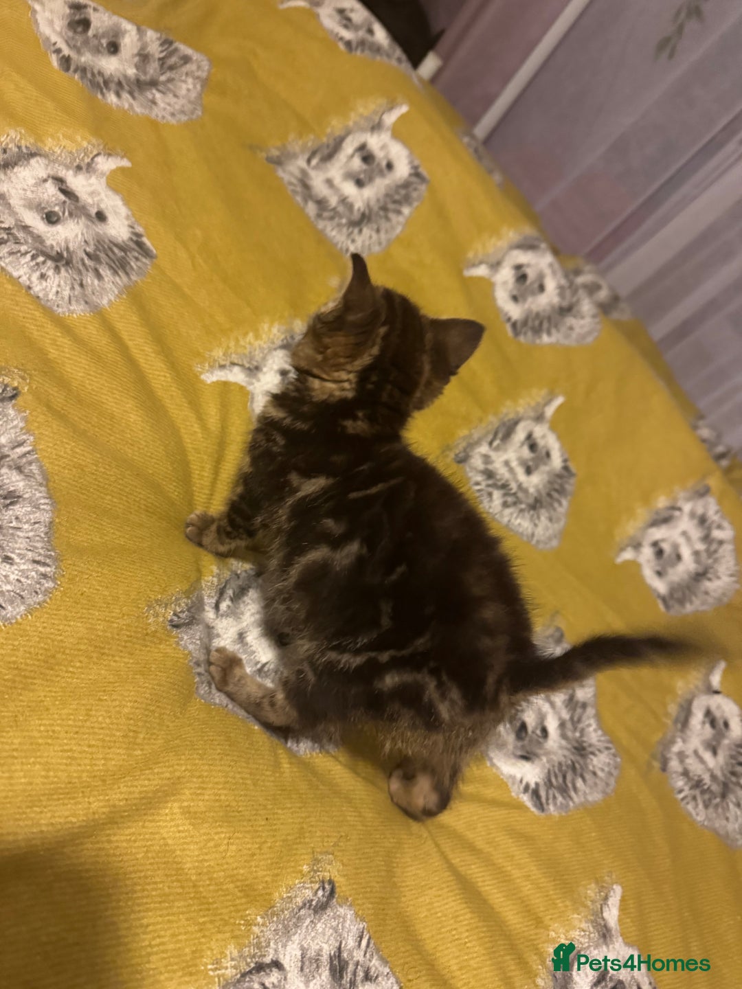 Mixed Breed cats for sale: Kitten looking for a loving home.  - Advert 4