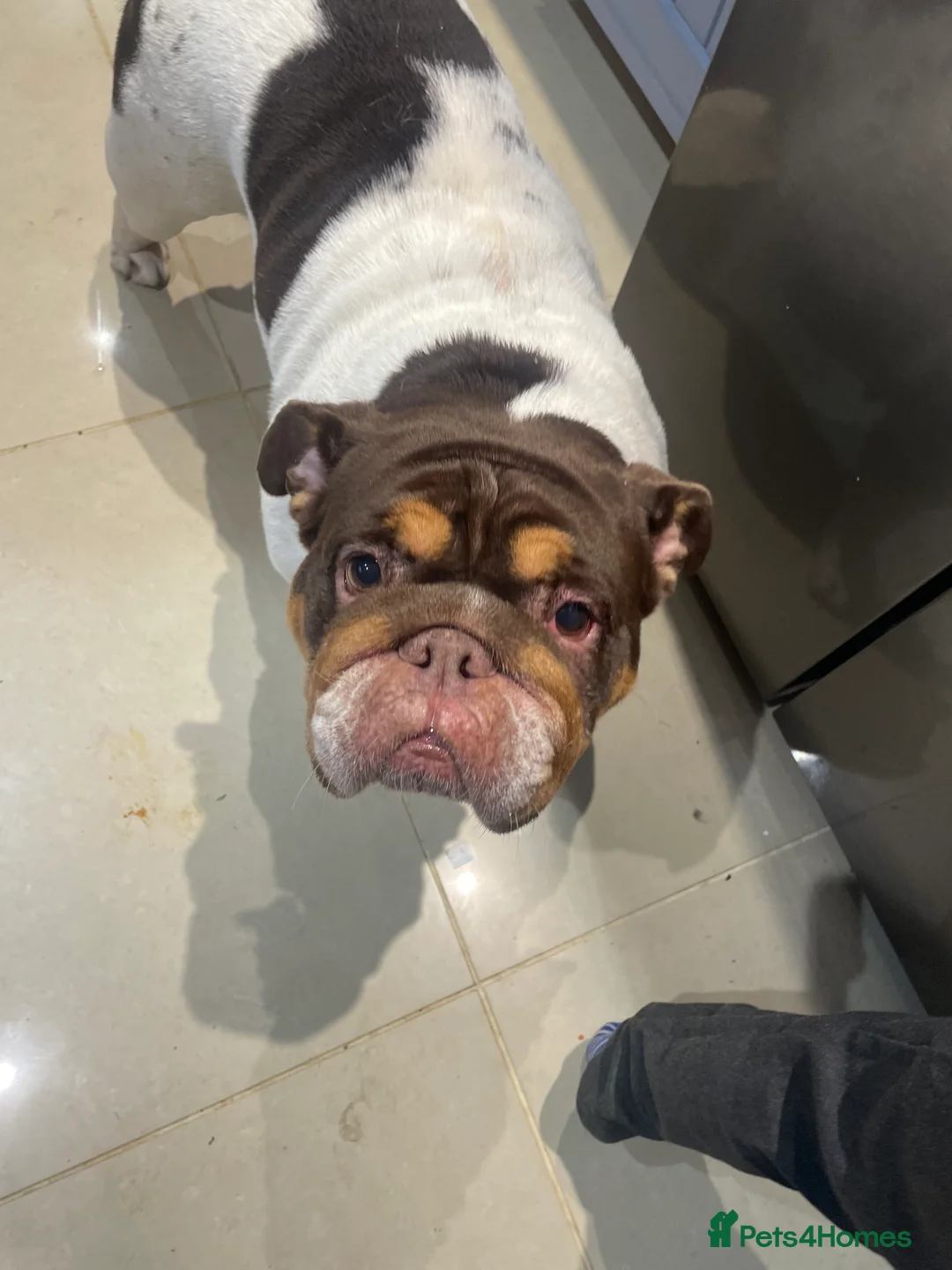 English Bulldog dogs for sale: Beautiful calm 3yr old British Bulldog - Advert 1