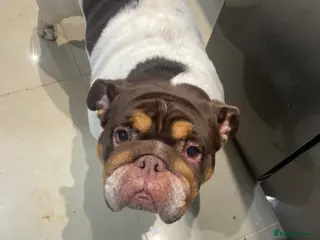 English Bulldog dogs Beautiful calm 3yr old British Bulldog - Advert 5