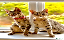 Savannah cats for sale: 2 male savannah brothers  - Image 2